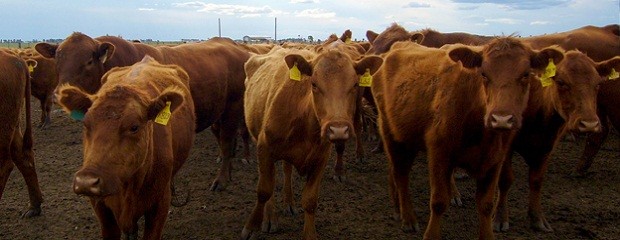 Buscan eliminar el efecto invernadero de la ganadería