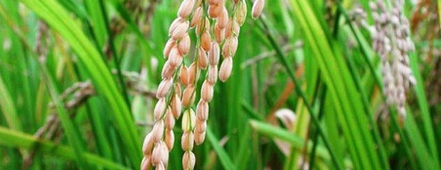 Brasil será el principal comprador de arroz en Entre Ríos