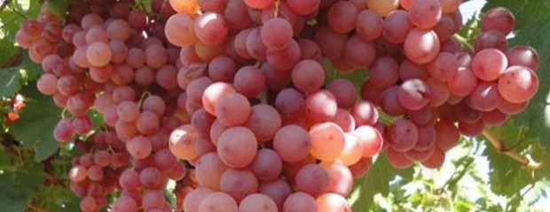 Uvas: menos cosecha de la esperada