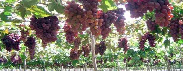 Empresarios franceses buscarán invertir en vitivinicultura	