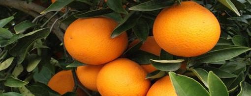 Brasil desmintió apertura de mercado a naranjas argentinas