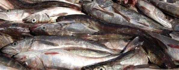 Argentina y Uruguay fijaron la veda para la pesca de merluza