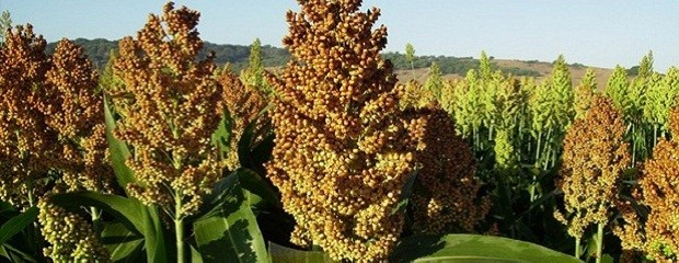 Lo último de la biotecnología en sorgo