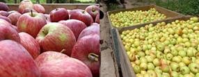 Las exportaciones de manzanas y peras cayeron 30%