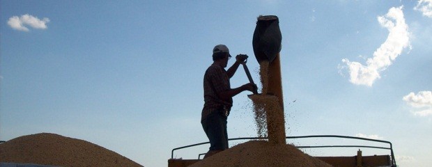 Se cosecharon 201.300 hectáreas de maíz en Entre Ríos  