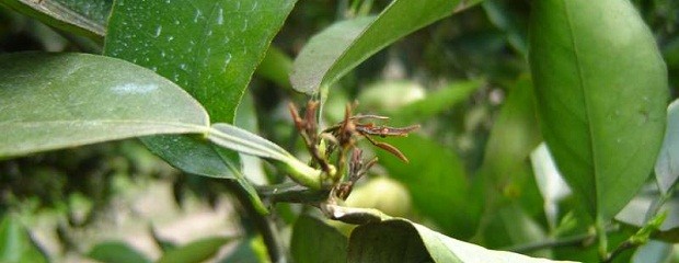 Reclaman ayuda urgente a productores citrícolas del NEA