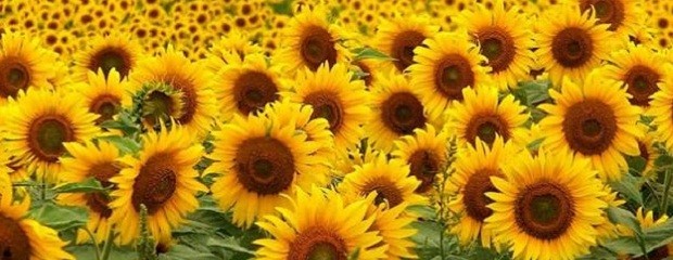 ¿Cuáles son las perspectivas para el girasol? 