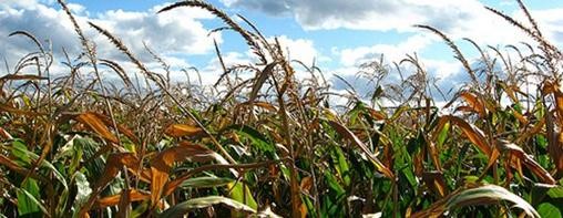 Estados Unidos: las lluvias no alcanzaron para el maíz