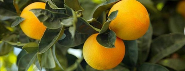 Los citrus también necesitan seguro