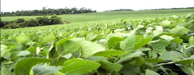 Nuevo fertilizante foliar para la soja argentina