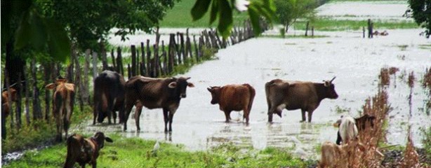 Habría más de 200 mil cabezas bajo el agua