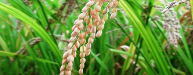 Buque sale con arroz desde Concepción del Uruguay a Brasil