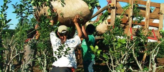  Aumentan valores de yerba mate a productores