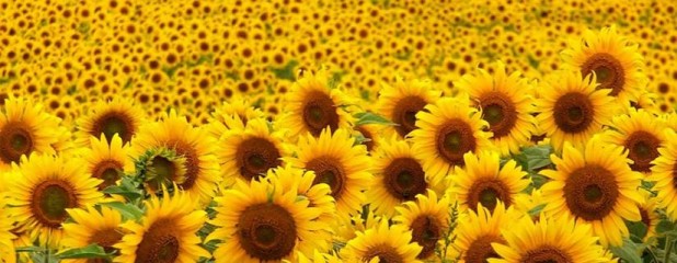 Se espera fuerte recorte en la producción mundial de girasol