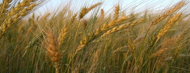 Llega el primer trigo argentino para hacer galletitas