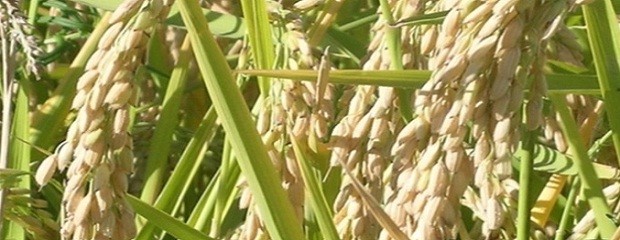 El arroz tiene los números “en rojo”