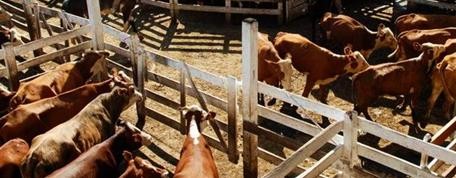 Mejoras para la vaca en el arranque del mes