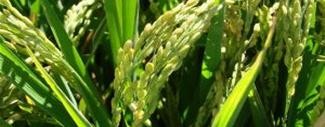 Crece la intención de siembra correntina de arroz