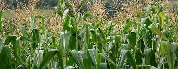 El campo espera cosecha récord de maíz