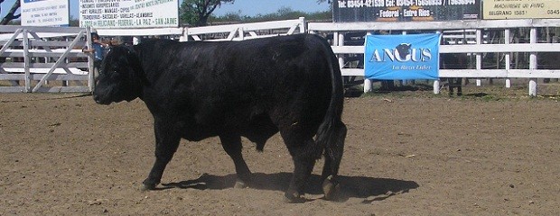 Se llevo a cabo 13º edición del Angus Entrerriano 