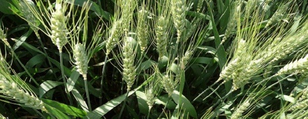 Alerta por ataque de Fusarium 