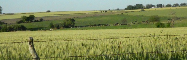 Preocupación por aumento de malezas en lotes de trigo