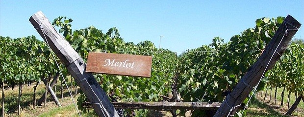 La producción mundial de vino caerá 6% en 2012