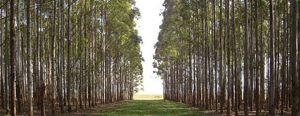 Ya tienen fecha las Jornadas Forestales de Entre Ríos 2013