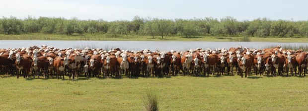 Se instrumentará en la provincia la guía de tránsito ganader