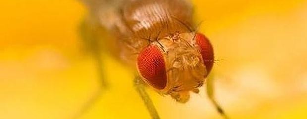 Control químico aéreo contra la mosca de los frutos