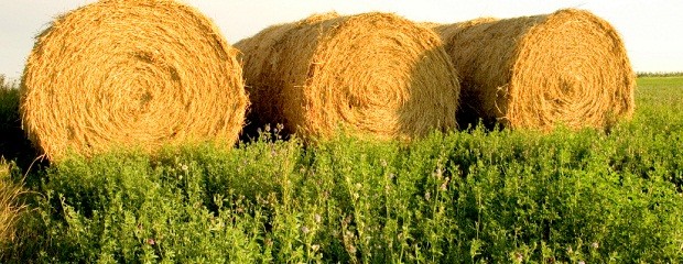 La alfalfa perdió 2.6 millones de hectárea