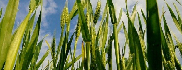 Preocupación de Coninagro por el trigo y la cebada