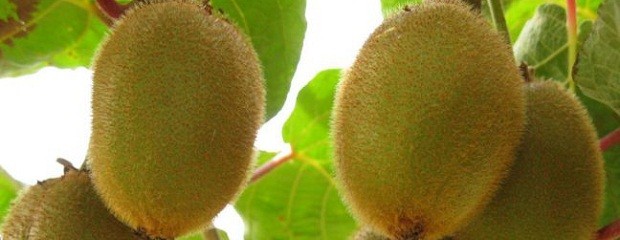 Lograr kiwis de calidad