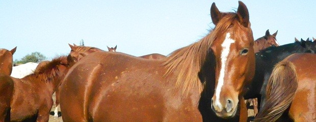 Eligen el sexo de los caballos cuando son un embrión