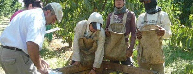 El lunes comienza el paro frutícola