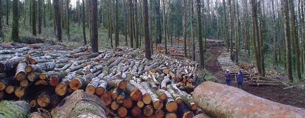 Empresas forestales del NEA obtendrían sello internacional