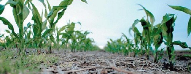 ¿Cuál es la condición actual del maíz, sorgo y soja?