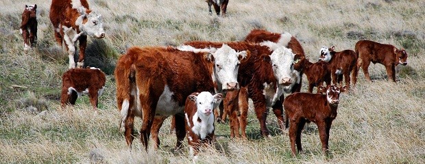 Una política moderna de producción de carnes