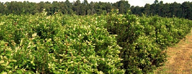 Los productores de yerba mate pedirán un aumento de 25%