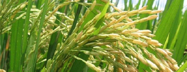 La producción entrerriana de arroz redujo su área