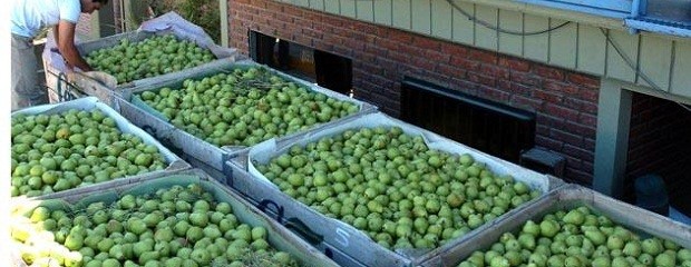 Las exportaciones de frutas cayeron u$s 135 millones en el 2