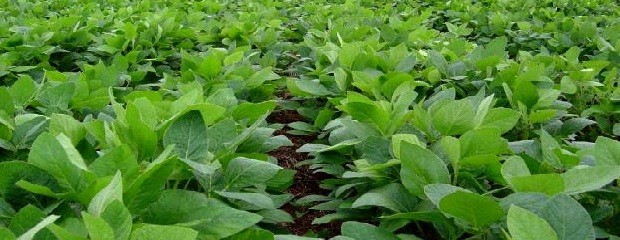 USDA baja pronóstico para cosechas argentinas de granos