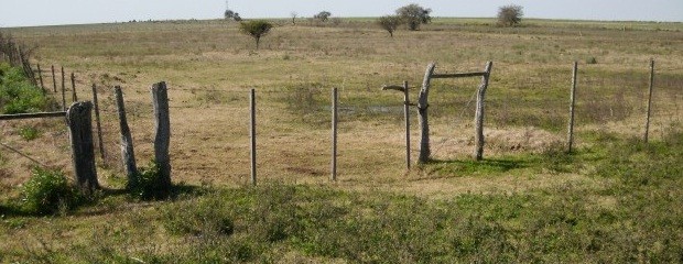 Caen los precios de los campos