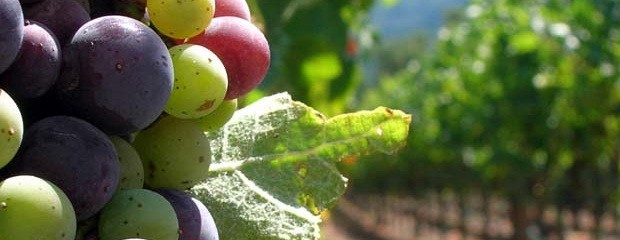 Por la inflación, podría caer la calidad de las uvas