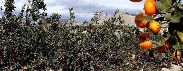 Citricultores deberán tratar sus frutas para poder venderlas