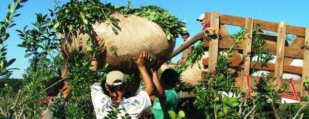 Yerbateros piden $2,70 por kilo de hoja verde