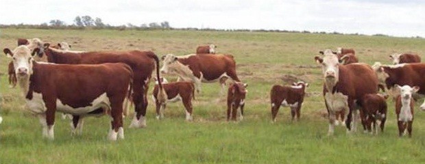 El atraso cambiario afecta la venta de carne