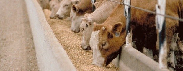 Los feedlot tienen una ocupación del 52% en febrero