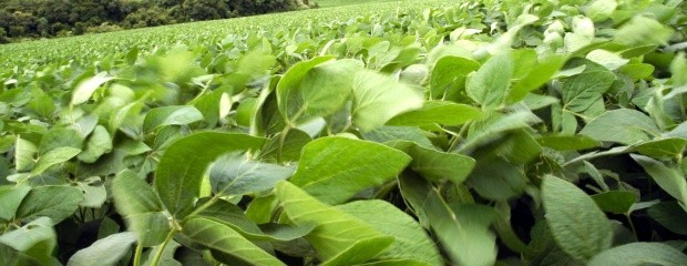 Las lluvias del fin de semana pueden definir los precios 