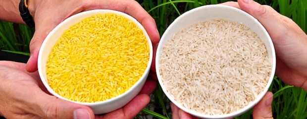 Llega el arroz dorado